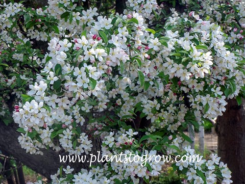 Calocarpa Flowering Crabapple